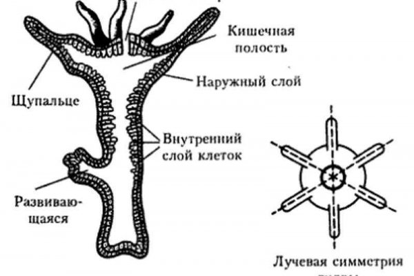 Http kraken